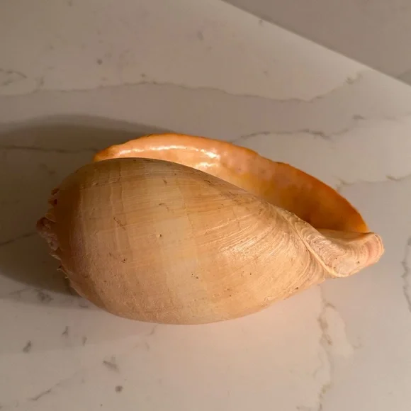 Natural Shell - Picture 8 of 8